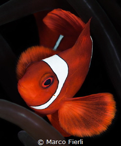 SpineCheek Anemone Fish, Male Portrait by Marco Fierli 